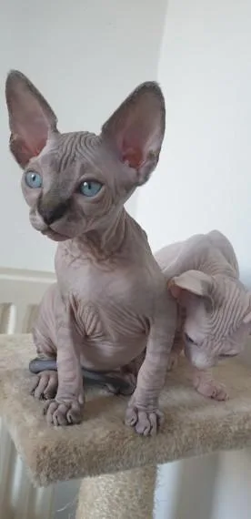 Gorgeous Male Sphynx Kitten For Sale- Ready Now