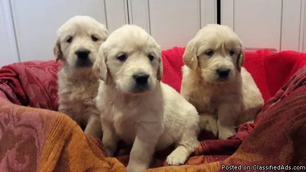 Beautiful Red Goldador (LabGolden Retriever) Puppy