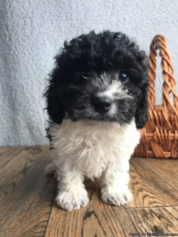 George Male Poochon