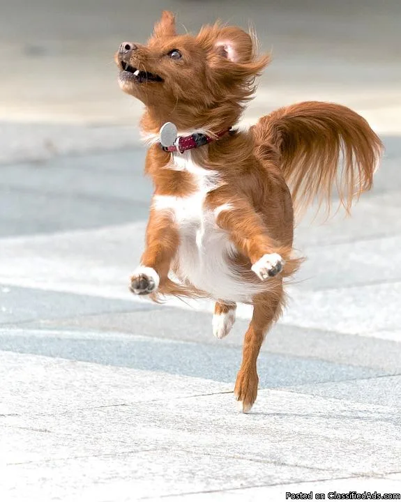 Exceptional Health For Your Dog to Thrive