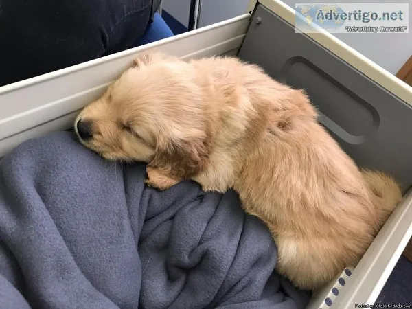 Golden Retriever puppies for sale