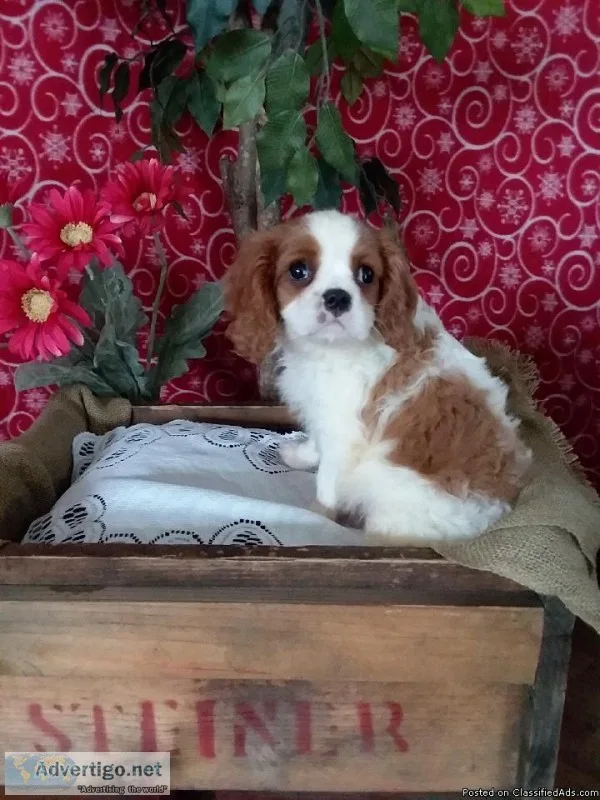 Haley Female Cavalier King Charles Spaniel