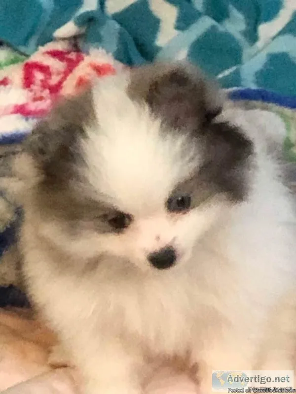 AKC CHAMPION PEDIGREE BLUE MERLE PARTY FEMALE POMERANIAN PUPPY