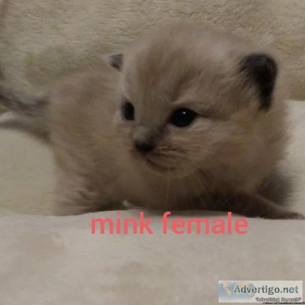 Ragdoll Kittens