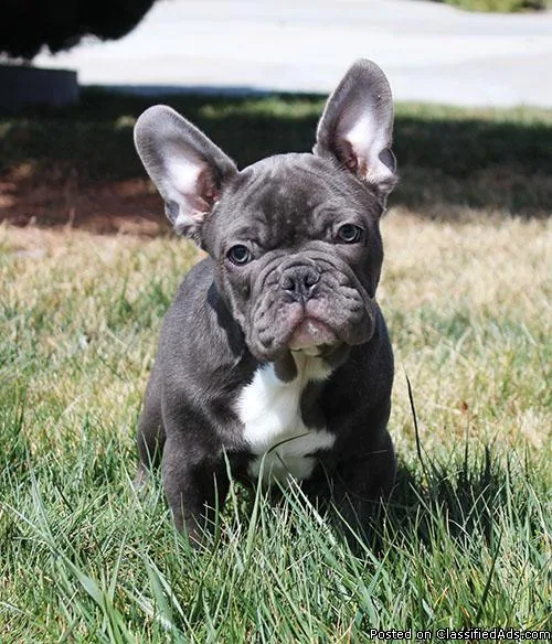 AKC Blue French Bulldog Puppy Boy (Lex)