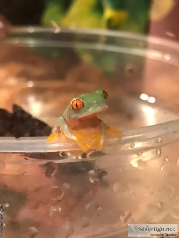 Tree Frogs for sale