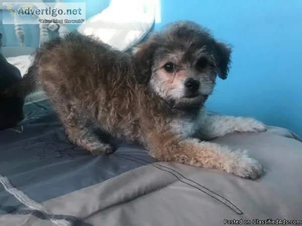 Toy Poodle Mix