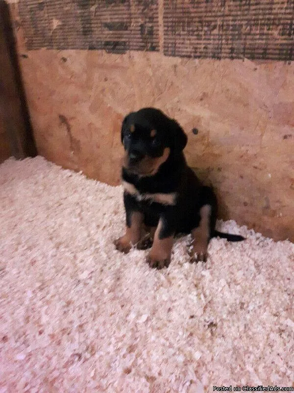 Rottweiler Puppies