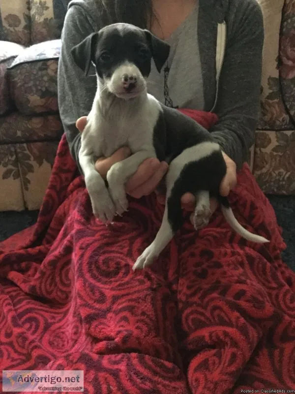 Italian Greyhound pups need homes