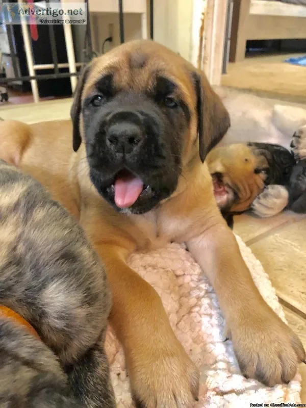 AKC Old English Mastiff Puppies