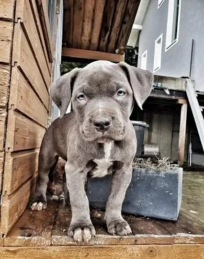 Cute American Pitbull puppies for free adoption