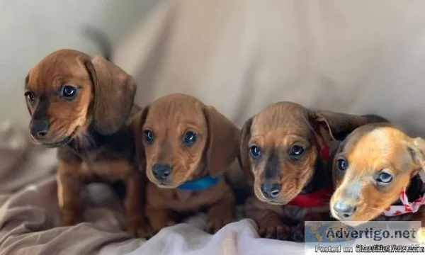 Adorable Mini Dachshund Puppies