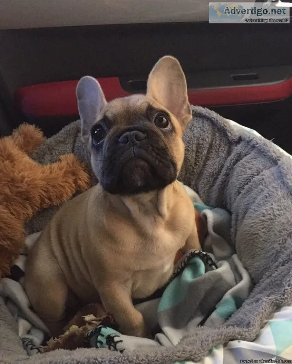 Charmy Male and Female French Bulldog Puppies.