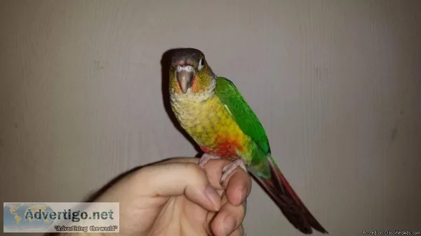 Conure - Yellow Sided Green Cheek