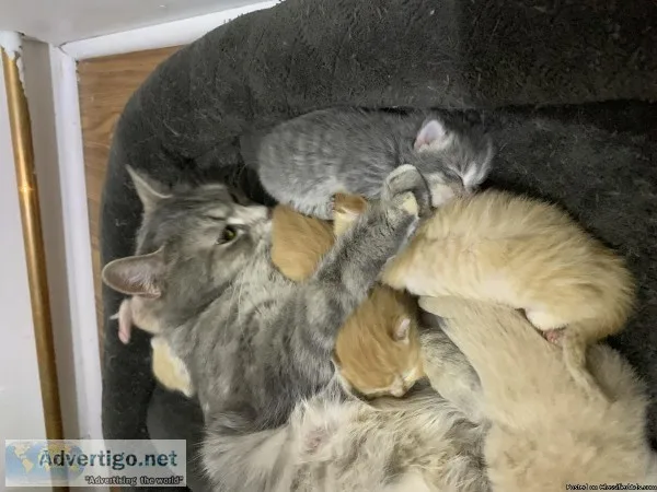 Newborn kittens