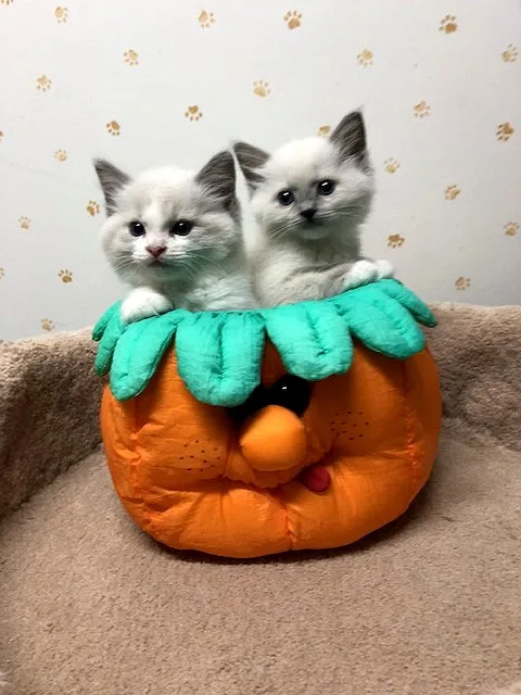 Beautiful ragdoll kittens available 