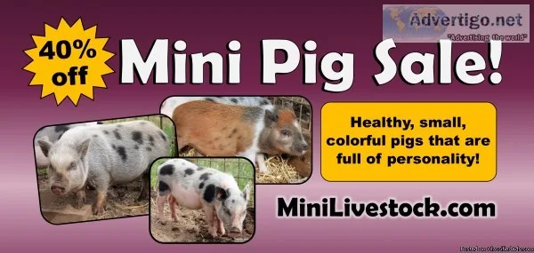 40% off Mini Pigs