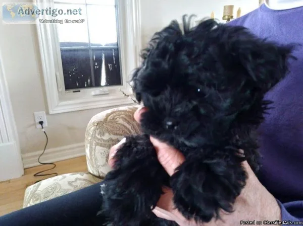 Shih-TzuBichonPood le Puppies