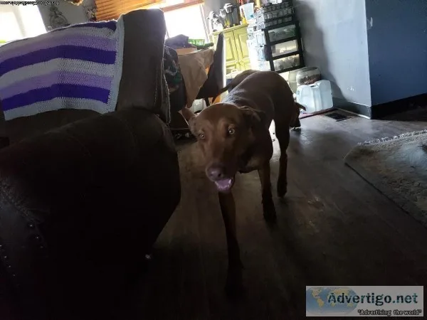Need to rehome our loving dog
