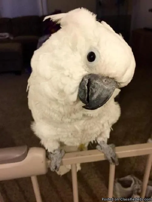 cockatoo