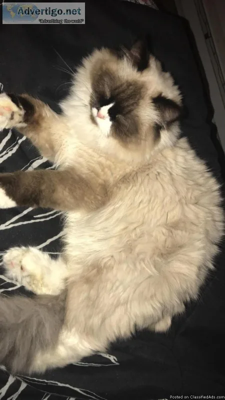 Himalayan kitty