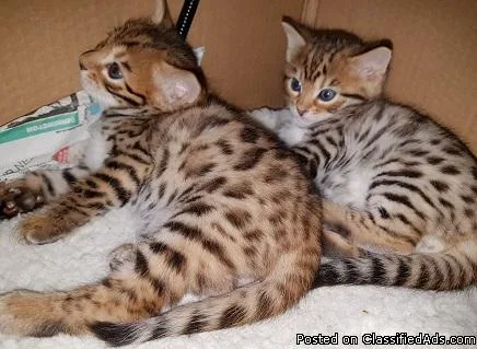 Bengal kittens needs a new home