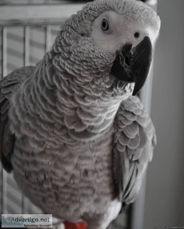 Super Intelligent Congo African Grey Parrots