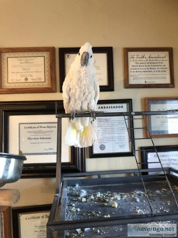 Male Cockatoo