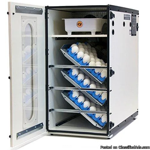 Affodable Ostrich Breeders for sale