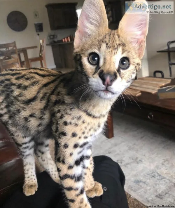 African Serval cats avaialable