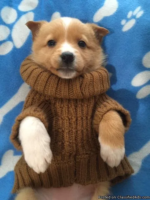 Older Male Golden Retriever Pup Ready For His Family.