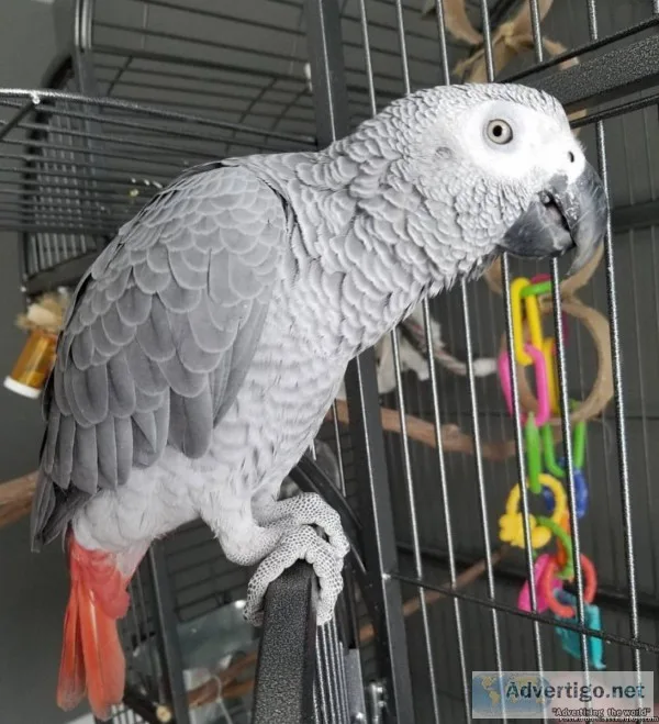 Talking African Gray Parrots