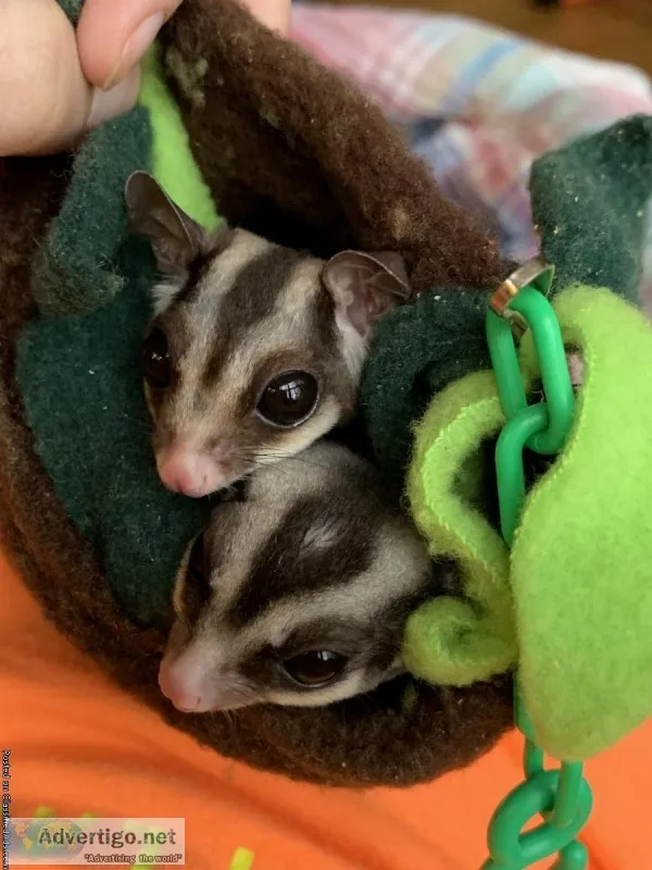 2 Sugar Gliders with Cage