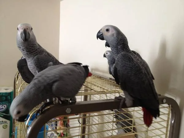 African grey parrot for sale