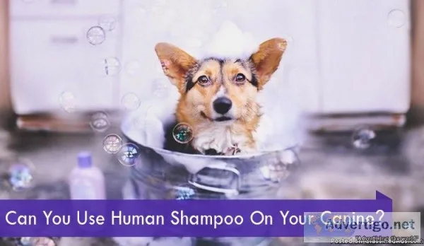 Can You Use Human Shampoo On Your Canine