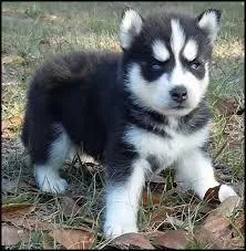 Siberian Husky ready for a new home
