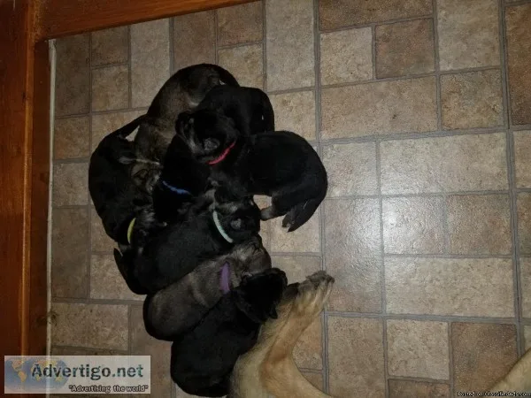 AKC GERMAN SHERPHERD PUPPIES