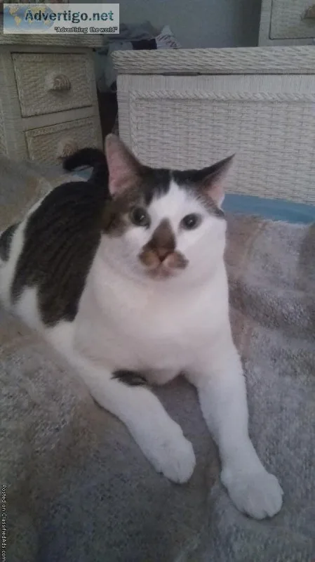 5 year old neutered male cat
