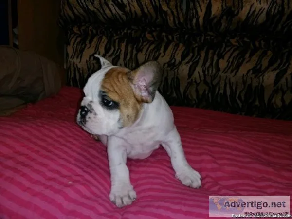 PURE BRED FRENCH BULLDOG PUPPIES