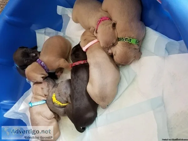 UKC pitbulls