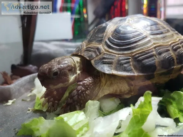 Russian tortoise with enclosure food accessories.