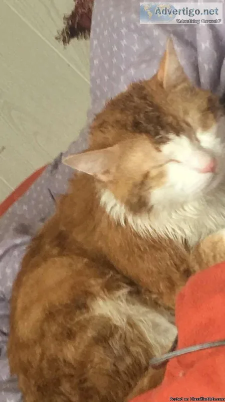 Jack Needs A Home