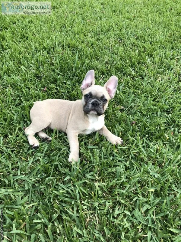 French Bulldog Puppies