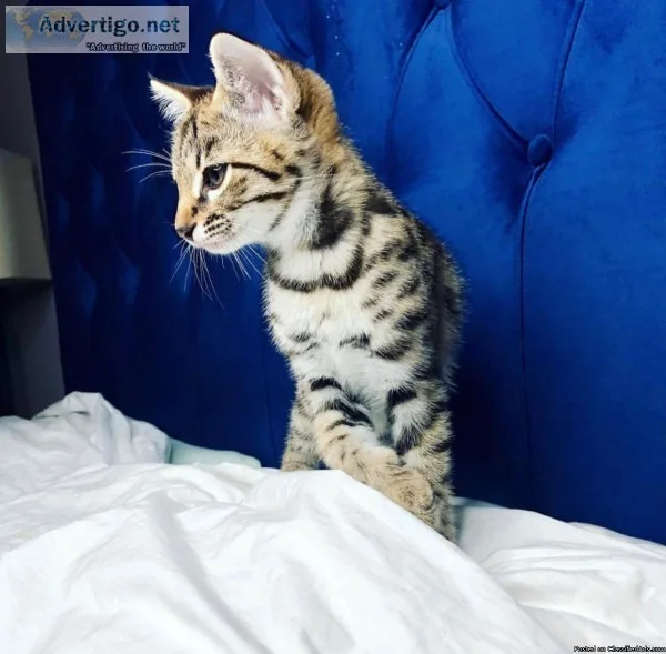 F1 and F1 savannah kittens available