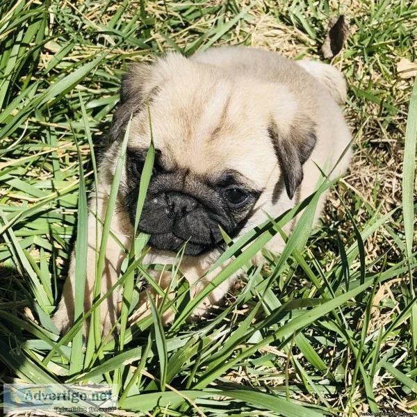 Purebred Male Pug Puppy