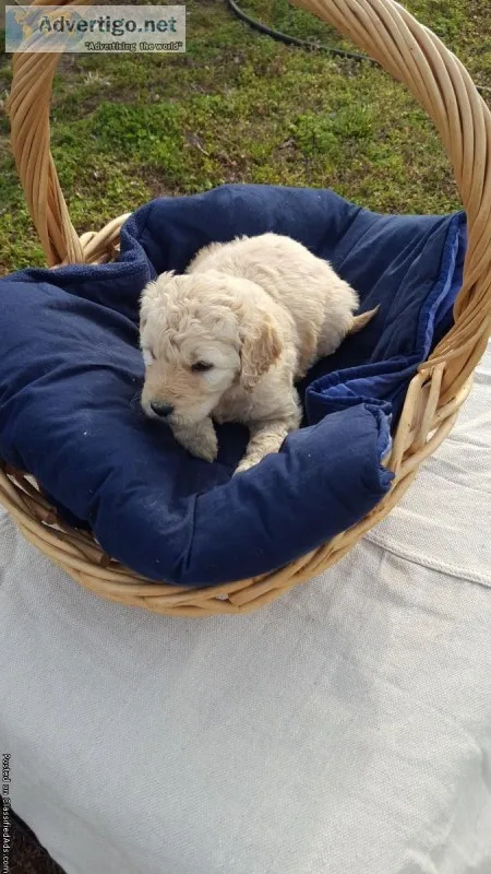 Beautiful goldendoodles