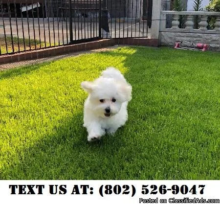 Diligent Maltese Puppies for adoption