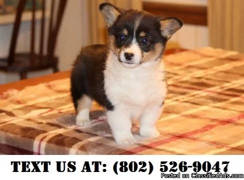 EE Pembroke Welsh Corgi Puppies for adoption