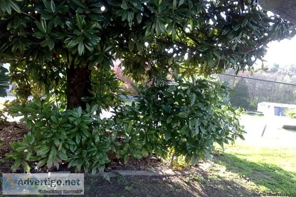 Small MAGNOLIA TREES