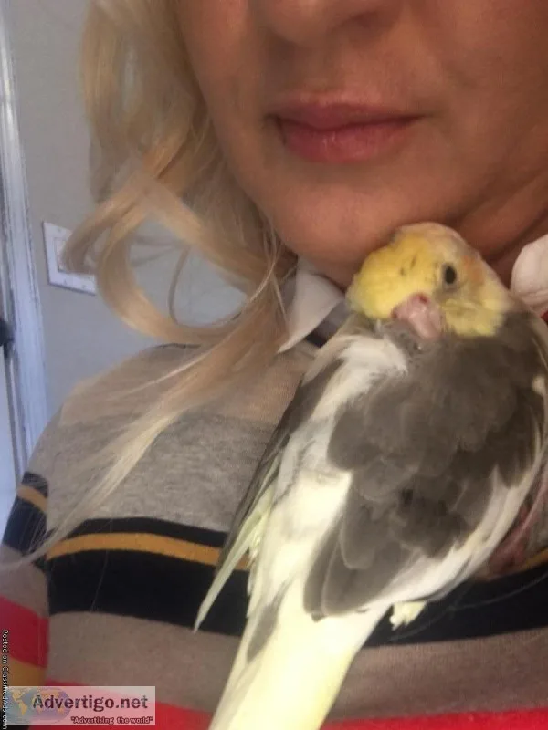 2 beautiful cockatiels need a good home